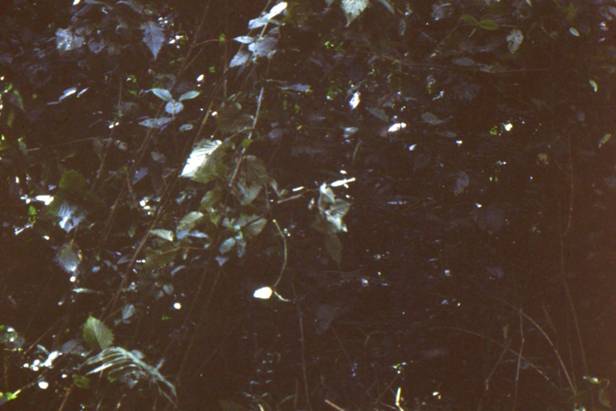 gorilla interpolated shrunk.jpg